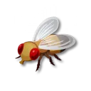 コバエ