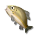 ブリフネ鯉