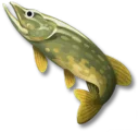 カワカマス