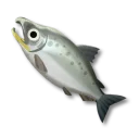 サケ