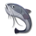 ナマズ